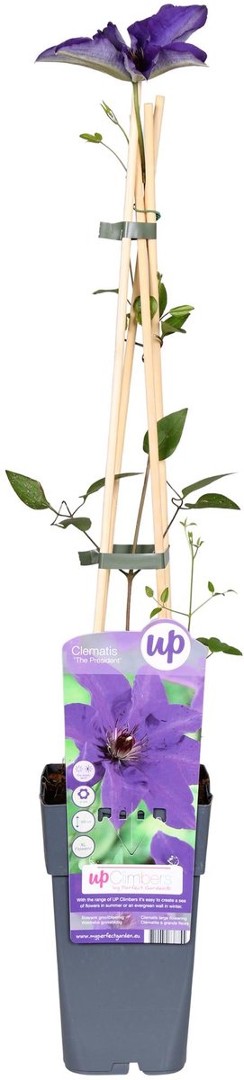 Clematis The President - Clematis Paars - Ø15cm - 65cm