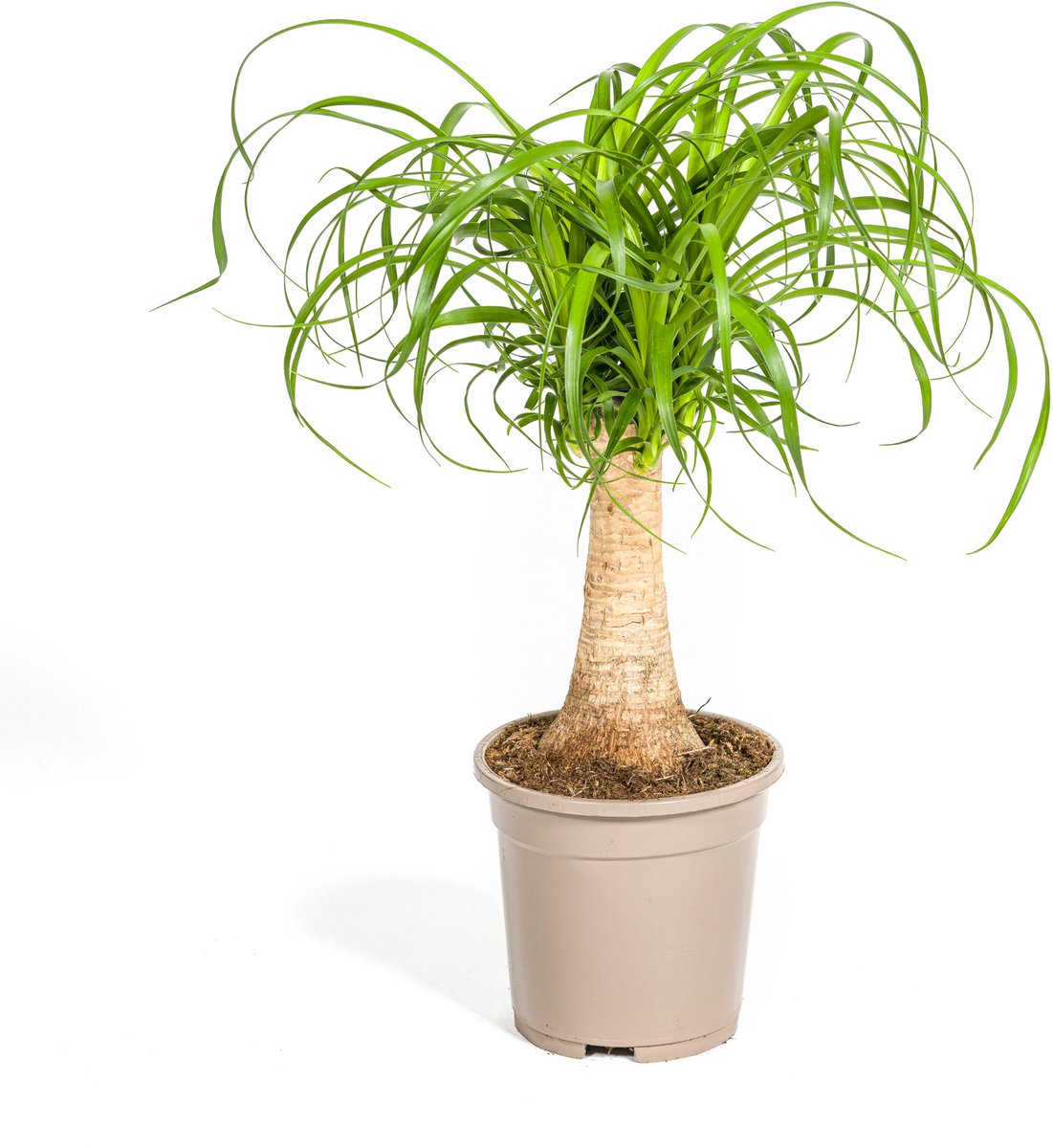 Beaucarnea Recurvata Stam Ø17cm - 40 - 60cm