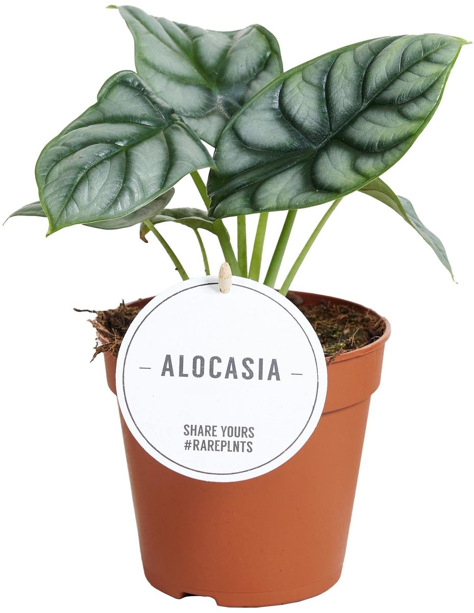 Alocasia Silver Dragon - Ø12cm - 25cm