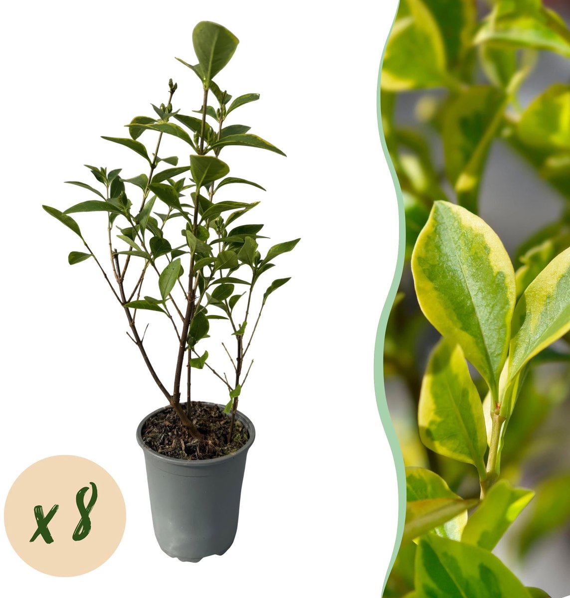 8x Ligustrum ovalifolium Aureum - Bontbladige Liguster - Haagplanten - Groenblijvend - Bont - Pot 9cm - Hoogte 35-45cm