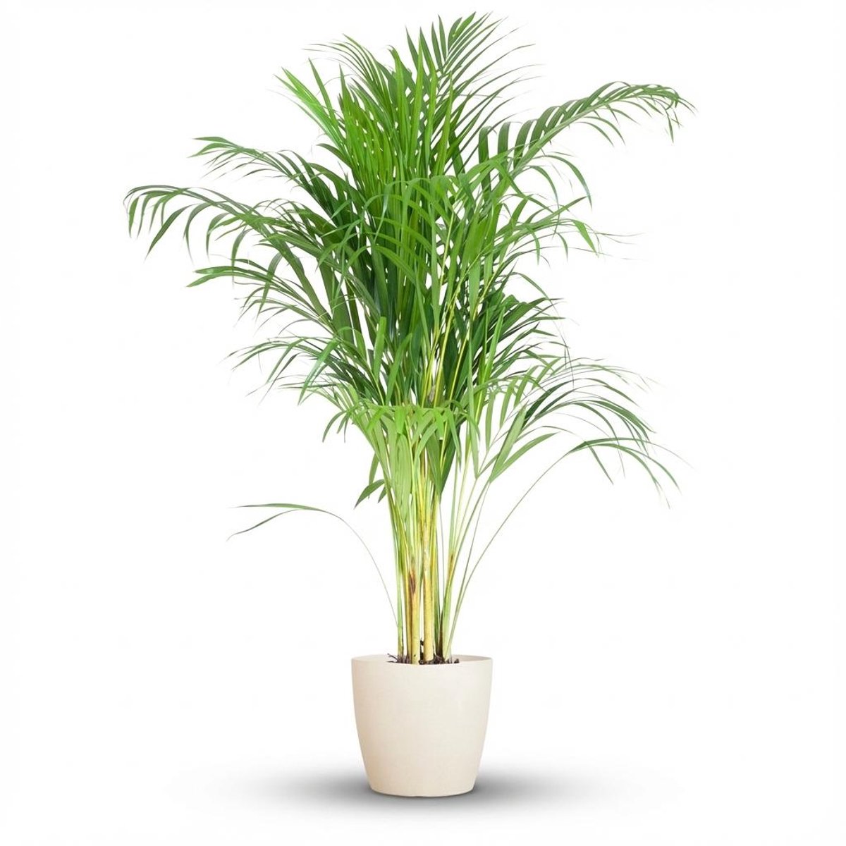 Areca Palm (Dypsis) met Potter wit - 100cm - Ø21