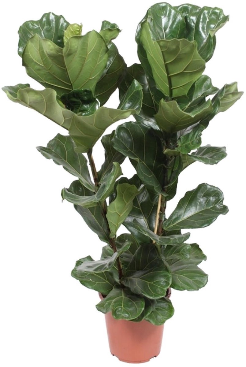 Ficus Lyrata - Ø27cm - 100cm