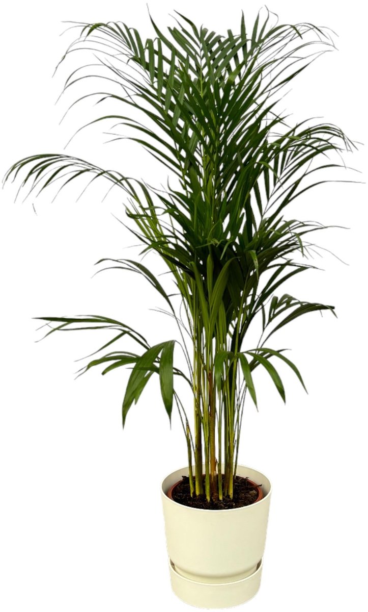 Areca palm - ↨110cm - Ø21cm inclusief elho Greenville Round wit D24xH23