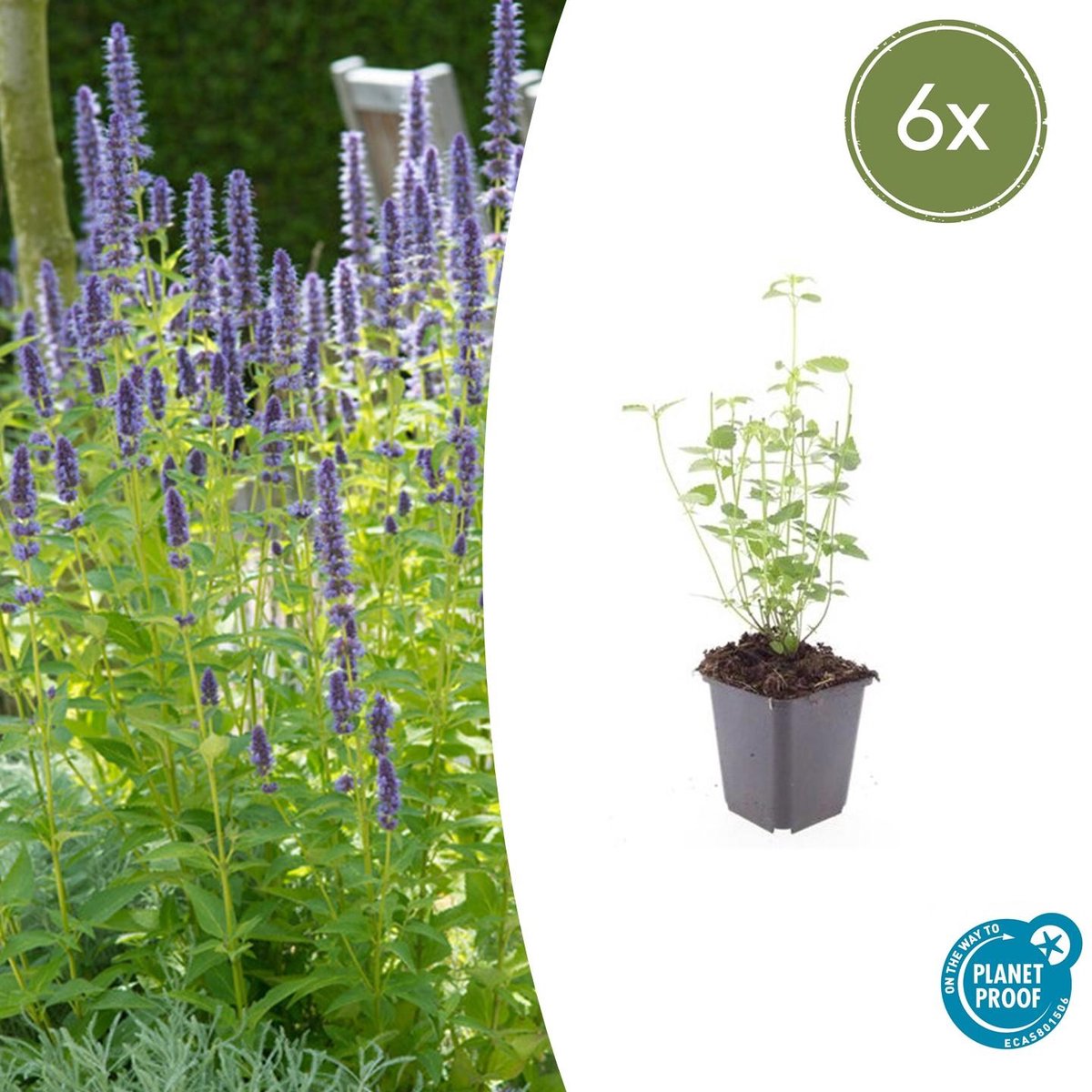 6x Agastache 'Black Adder' - 10-25cm - Ø9cm