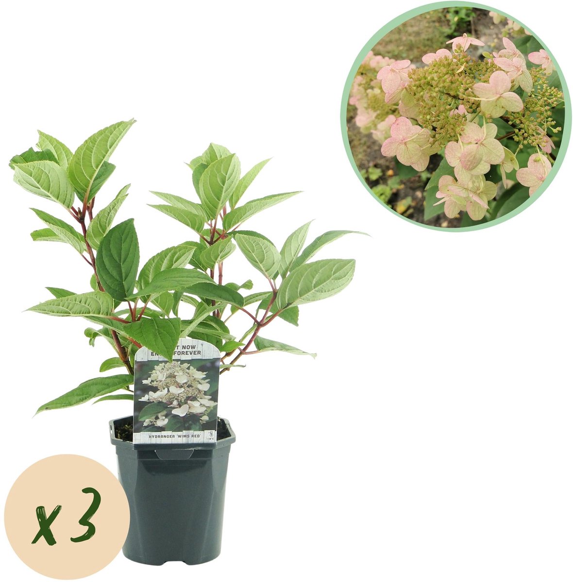 Pluim Hortensia - Hydrangea panniculata Wims Red - Bloem Wit Rood - 3 Planten - 1 m2 - Bladverliezend - Grote Bloemen - Pot 17cm Hoogte 50cm