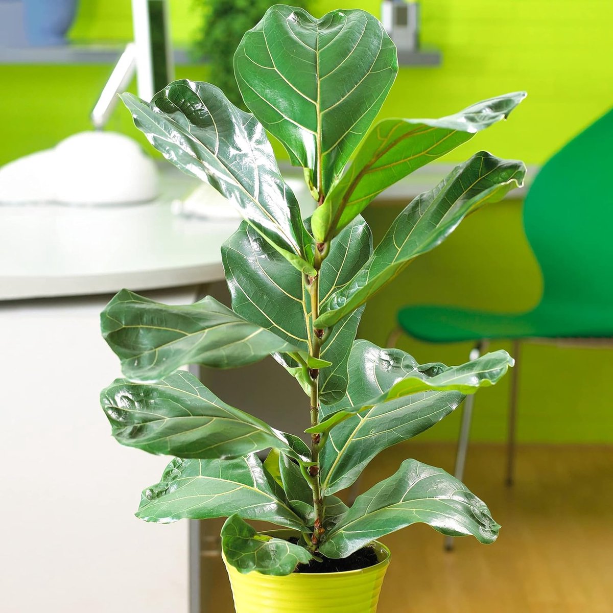 1 x Ficus Bambino | hoogwaardige kamerplant voor promo cadeau | 30-40 cm met pot