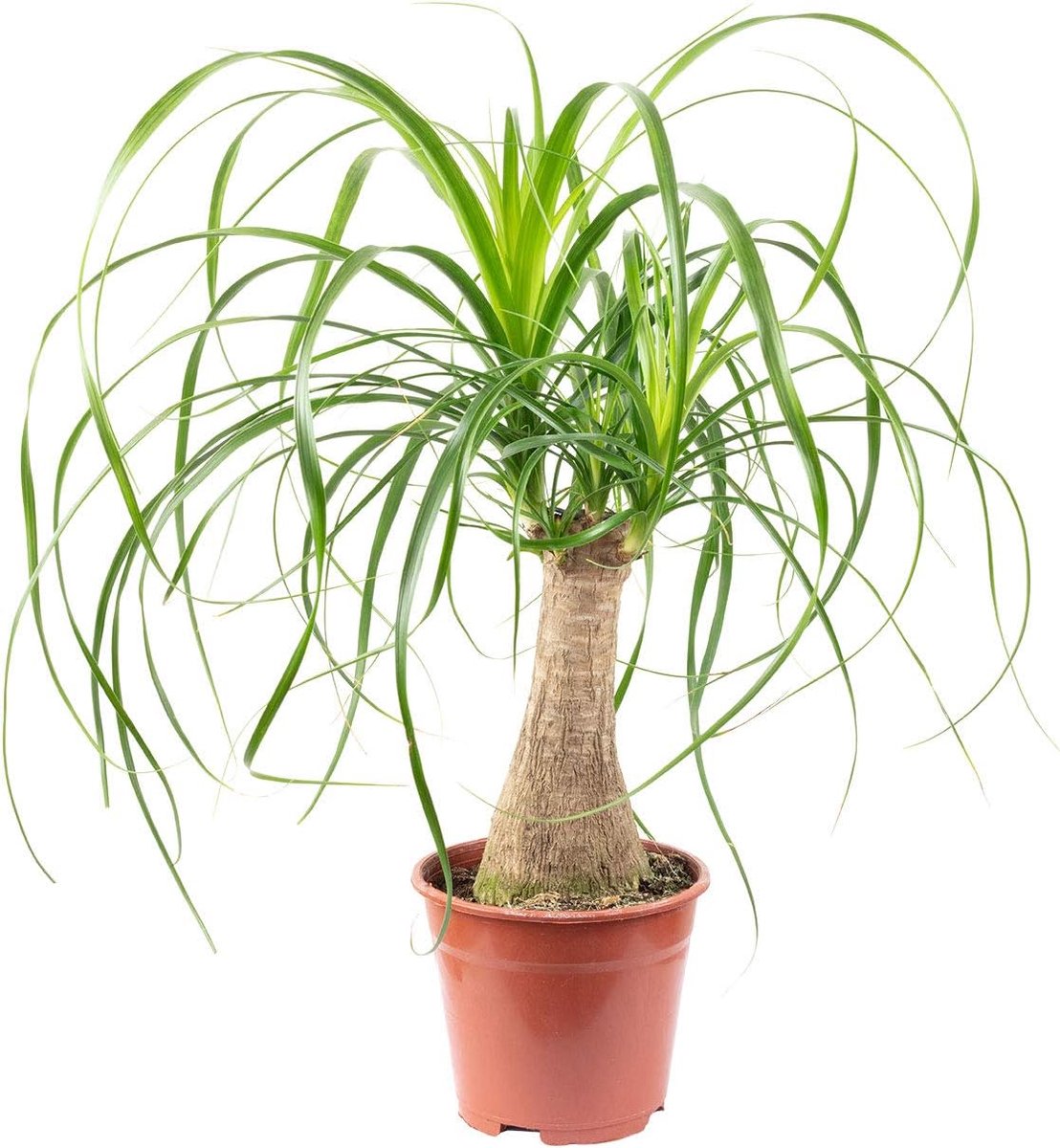 Olifantenpoot plant 40 cm - easy-care kamerplant - gematigd water geven - verbetert binnenklimaat - ShopVlot