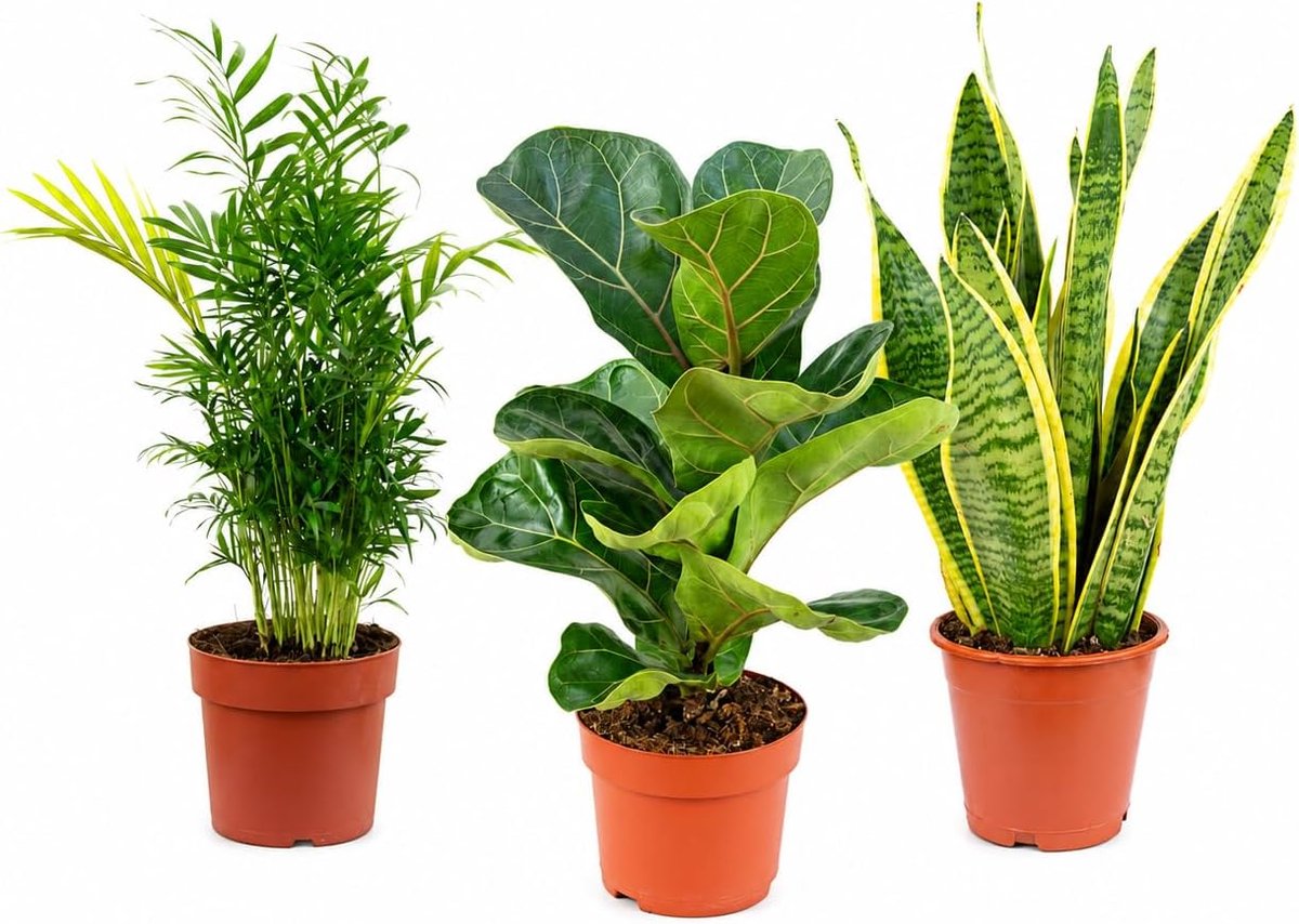 Set van 3 onderhoudsvriendelijke kamerplanten - hoogte 40 cm - diverse soorten - creëer een groene oase - ShopVlot