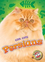 Cool Cats - Persians