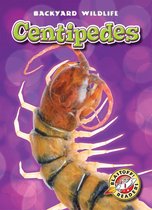 Backyard Wildlife - Centipedes