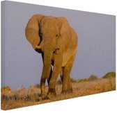 Canvas Schilderij Afrikaans Olifant