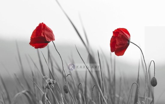 Peinture Coquelicots rouges sur fond noir et blanc bol