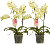 FloriaFor  - Phalaenopsis Multiflora Yellow - 2 Stuks - Fair Flora Keurmerk: Eerlijke En Duurzame Geteeld - Vers Van De Kweker - ↨ 50cm - ⌀ 12cm