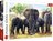 Trefl Afrikaanse olifanten