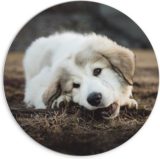 Forex Wandcirkel - Witte Hond op het Gras - Foto op Wandcirkel (met ophangsysteem)