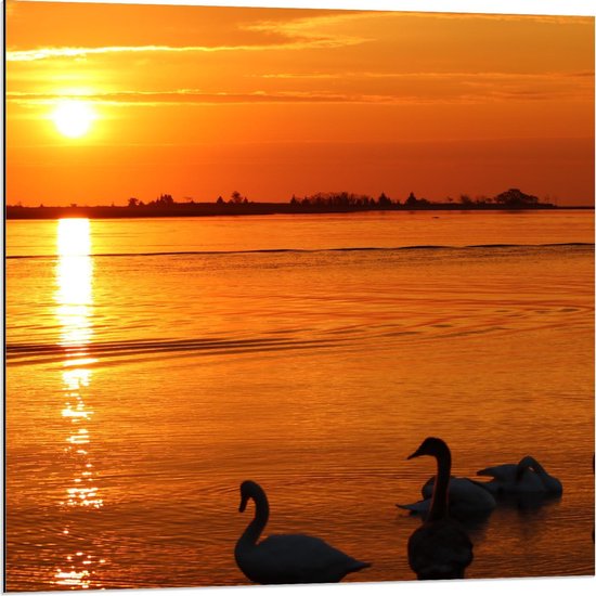 Dibond - Eenden aan het Water tijdens Zonsondergang - 80x80cm Foto op Aluminium (Met Ophangsysteem)