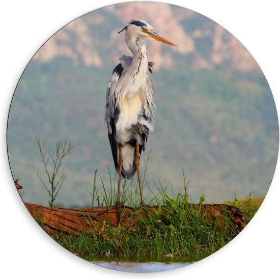 Dibond Wandcirkel - Reiger bij het Water - 80x80cm Foto op Aluminium Wandcirkel (met ophangsysteem)