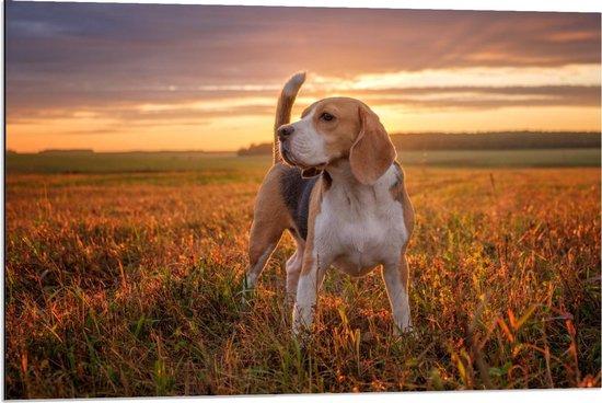 Dibond - Beagle in het Veld met Zonsondergang - 90x60cm Foto op Aluminium (Met Ophangsysteem)