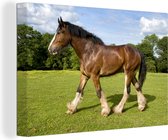 Marcher cheval Shire dans un champ vert 90x60 cm - impression photo sur toile peinture (Décoration murale salon / chambre à coucher) / Animaux sauvages Peintures Toile