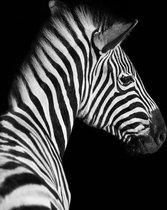 Schilderij - Zebra zwart/wit, 2 maten, premium print