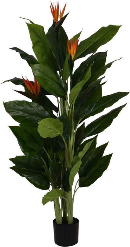 Strelitzia Reginea - 150 cm