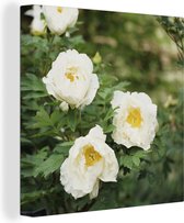 Arbuste aux pivoines blanches Toile 50x50 cm - Tirage photo sur toile (Décoration murale salon / chambre) / Peintures Fleurs sur toile