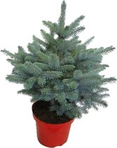 Hellogreen Kleine Mini Kerstboom - Blauwspar - 50 cm