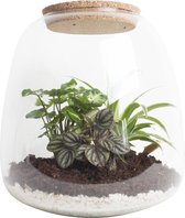 Ecosysteem ‘Dragon Tail’ - 25 cm, Ø 23,5 cm