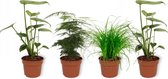 Set van 4 Kamerplanten - 2x Monstera Deliciosa & 1x Asparagus Plumosus & 1x Cyperus Zumula - ± 25cm hoog - 12cm diameter