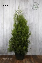 10 stuks | Westerse Levensboom 'Brabant' Pot 150-175 cm Extra kwaliteit - Snel zichtdicht - Vruchtdragend - Weinig onderhoud - Zeer winterhard