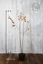 10 stuks | Krentenboom Pot 100-125 cm | Standplaats: Half-schaduw | Latijnse naam: Amelanchier lamarckii