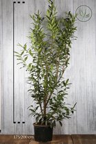 5 stuks | Laurier 'Caucasica' Pot 175-200 cm Extra kwaliteit - Geschikt in kleine tuinen - Makkelijk te snoeien - Snelle groeier - Wintergroen
