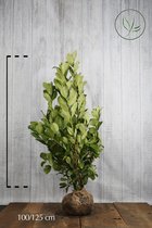 10 stuks | Laurier 'Rotundifolia' Kluit 100-125 cm Extra kwaliteit - Grootbladig - Snelle groeier - Snel zichtdicht - Wintergroen