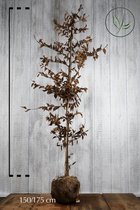10 stuks | Haagbeuk Kluit 150-175 cm Extra kwaliteit | Standplaats: Halfschaduw/Schaduw/Volle zon | Latijnse naam: Carpinus betulus