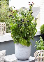 Dwergbraam 'Little Black Prince' - Winterhard- ↑ 30-60cm - Pot-Ø 12cm