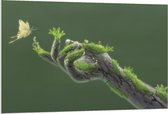 Forex - Begroeid houten Handen met Vlinder - 120x80cm Foto op Forex