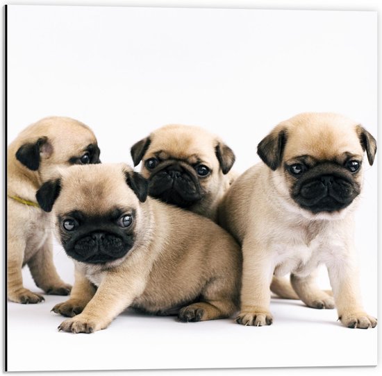 Dibond - Groep Mopshonden Pups op Witte Achtergrond - 50x50cm Foto op Aluminium (Met Ophangsysteem)