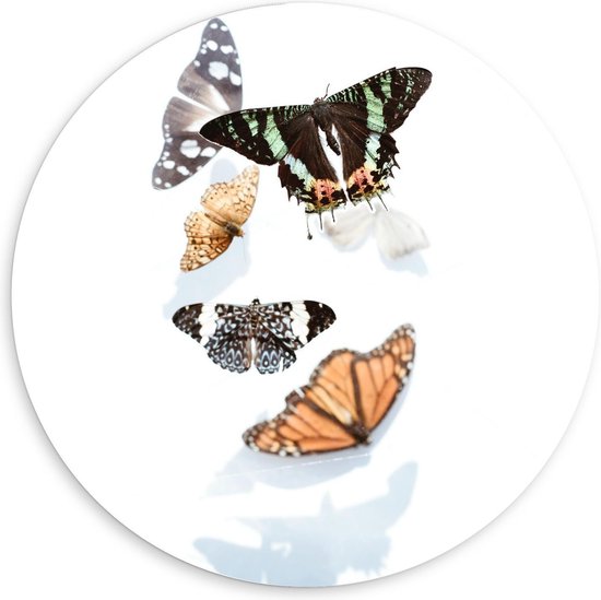 Forex Wandcirkel - Vlindertjes met hun Schaduwen op Witte Achtergrond - 60x60cm Foto op Wandcirkel (met ophangsysteem)
