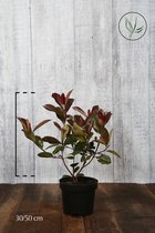 10 stuks | Glansmispel 'Red Robin' Pot 30-50 cm - Bloeiende plant - Makkelijk te snoeien - Vruchtdragend - Wintergroen