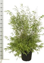 10 stuks | Fargesia nitida Pot 80-100 cm - Groeit breed uit - Groeit opgaand - Snelle groeier