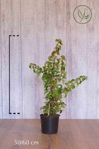 10 stuks | Klimhortensia Pot 50-60 cm - Bladverliezend - Bloeiende plant - Populair bij vogels - Snelle groeier - Zeer winterhard