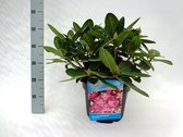 10 stuks | Rhododendron Germania Pot 40-50 cm Extra kwaliteit | Standplaats: Half-schaduw | Latijnse naam: Rhododendron Germania