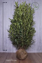 5 stuks | Laurier 'Elly' Kluit 150-175 cm - Wintergroen - Zeer winterhard - Compacte groei - Groeit opgaand