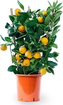 Sinaasappelboom op rek medium