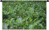 Wandkleed Junglebewoners - Groene planten op ondergrond van tropisch gebied Wandkleed katoen 150x100 cm - Wandtapijt met foto