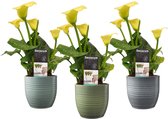 Zantedeschia Geel in Bergamo keramiek (3 stuks) - 40 cm, Ø 12 cm