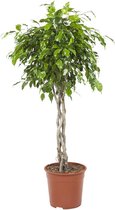 Ficus exotica gevlochten - 100 cm, Ø 27 cm