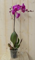 Vlinderorchidee Luxe Tak roze 80 cm Warentuin Natuurlijk