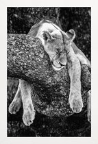 JUNIQE - Poster in houten lijst Rustende leeuw -60x90 /Wit & Zwart