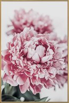 JUNIQE - Poster met kunststof lijst Peony in Focus -60x90 /Grijs &